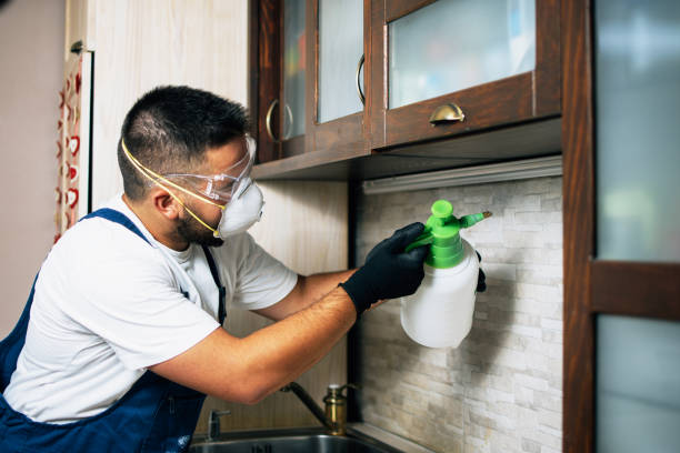 Best Cockroach Control Services  in St Hedwig, TX