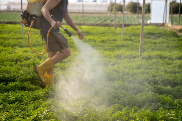 Best Affordable Pest Control Services  in St Hedwig, TX