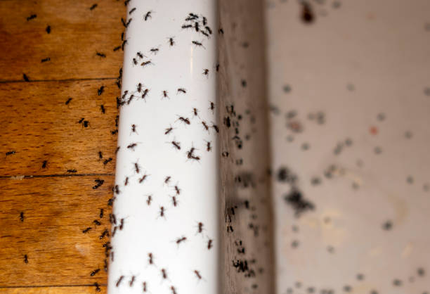 Best Flea Control Services  in St Hedwig, TX