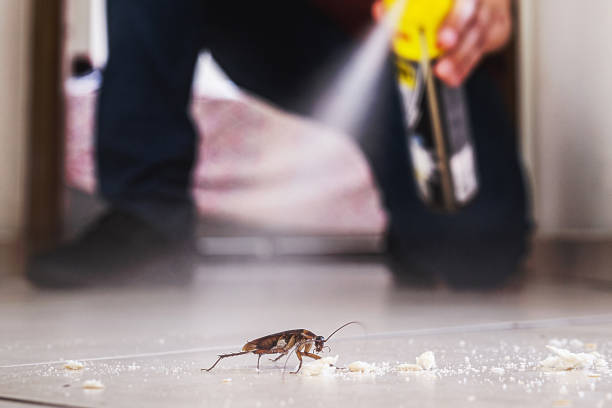 Best Flea Control Services  in St Hedwig, TX