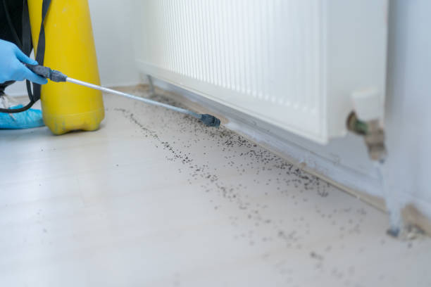 Best Rat Extermination Near Me  in St Hedwig, TX